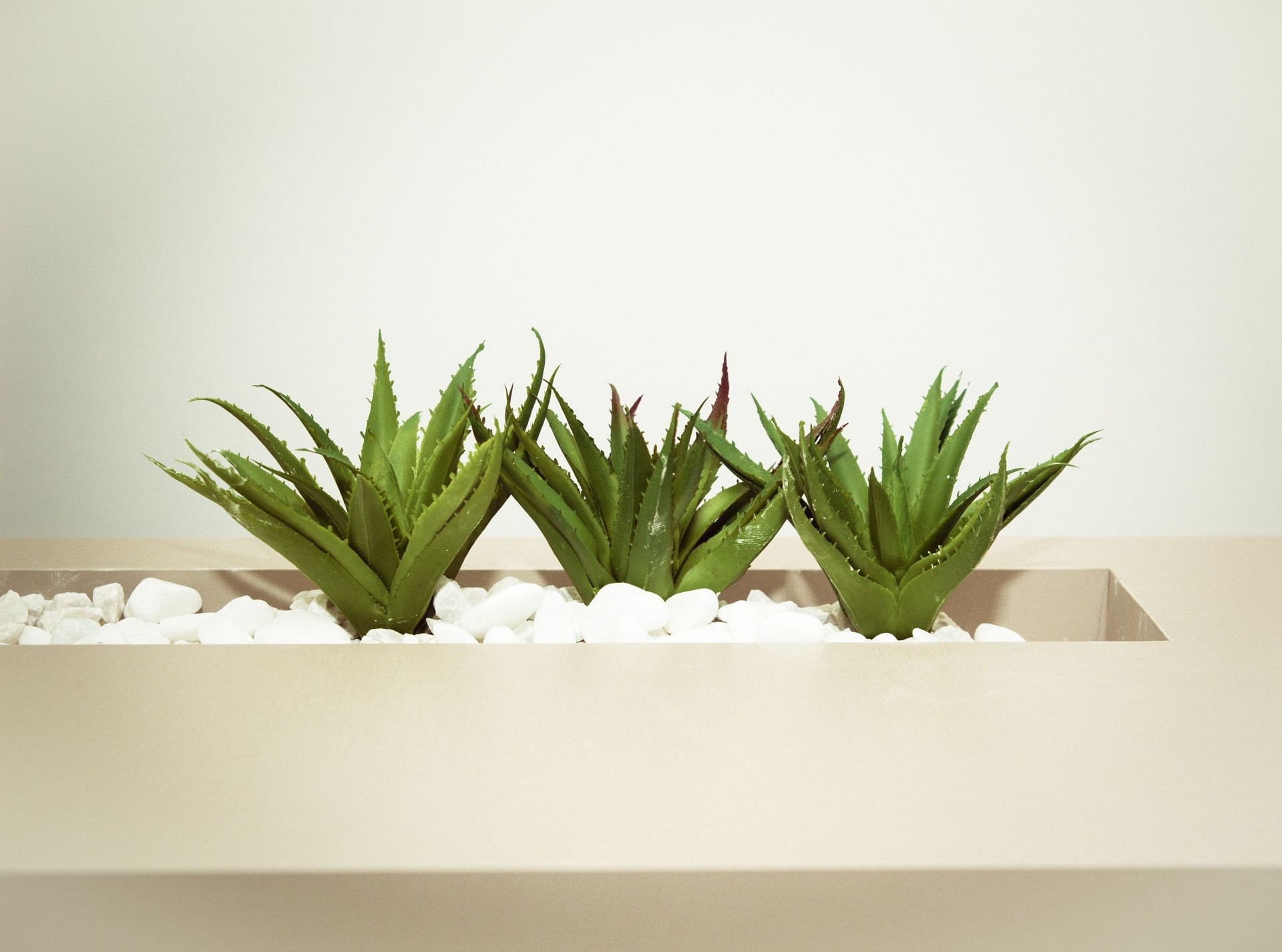 Aloe vera juice is widely used to heal burns and wounds (Image via Pexels/Cec&iacute;lia O. Tommasini)