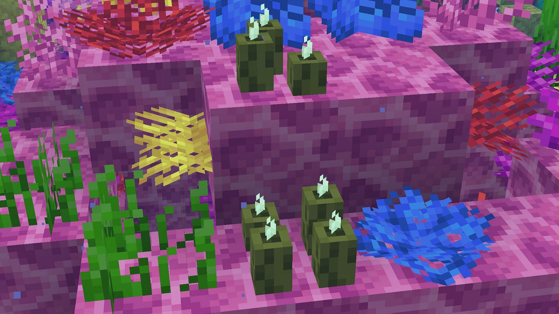 Sea pickles grow in warm oceans and in coral reefs (Image via Minecraft 1.19)