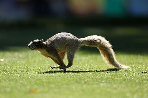 A squirrel was seen running around during game play at PNC Park in Pittsburgh during a game between the Cubs and the Pirates.