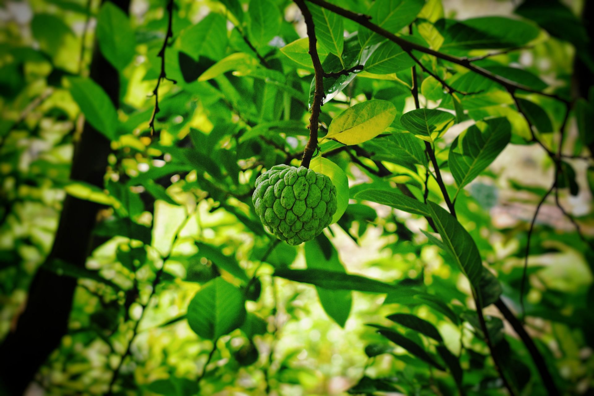Custard apples are a rich source of vitamin C and antioxidants (Image by Unsplash @Sandip Kalal)