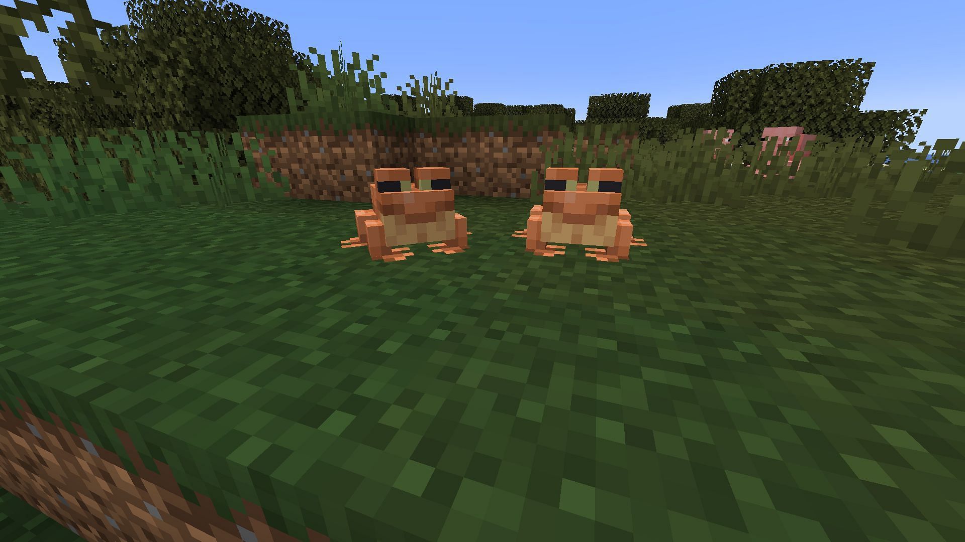 Frogs (Image via Minecraft 1.19)