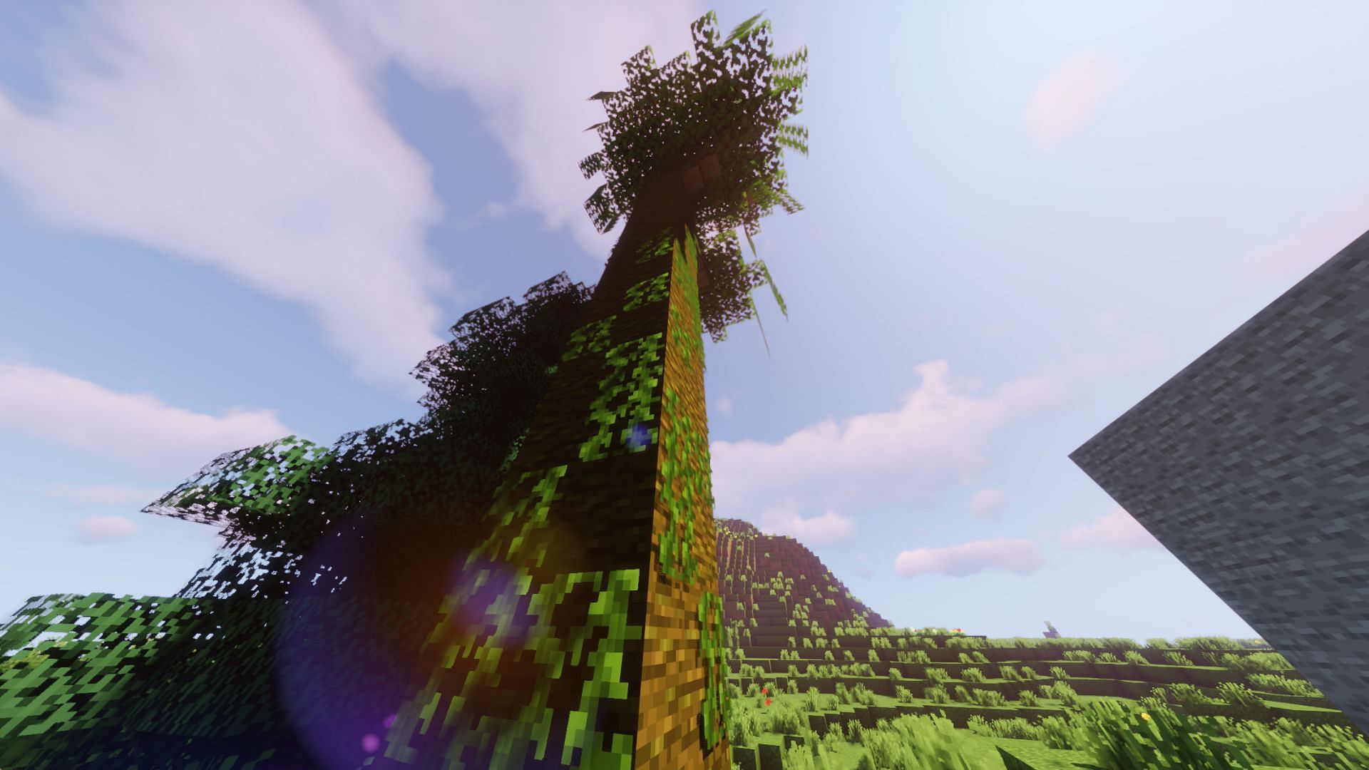 A jungle tree and a spruce tree near a friend&#039;s house (Image via Minecraft)