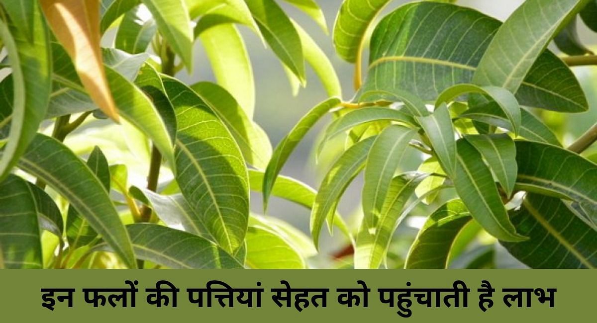 इन फलों की पत्तियां सेहत को पहुंचाती है लाभ(फोटो-Sportskeeda hindi)