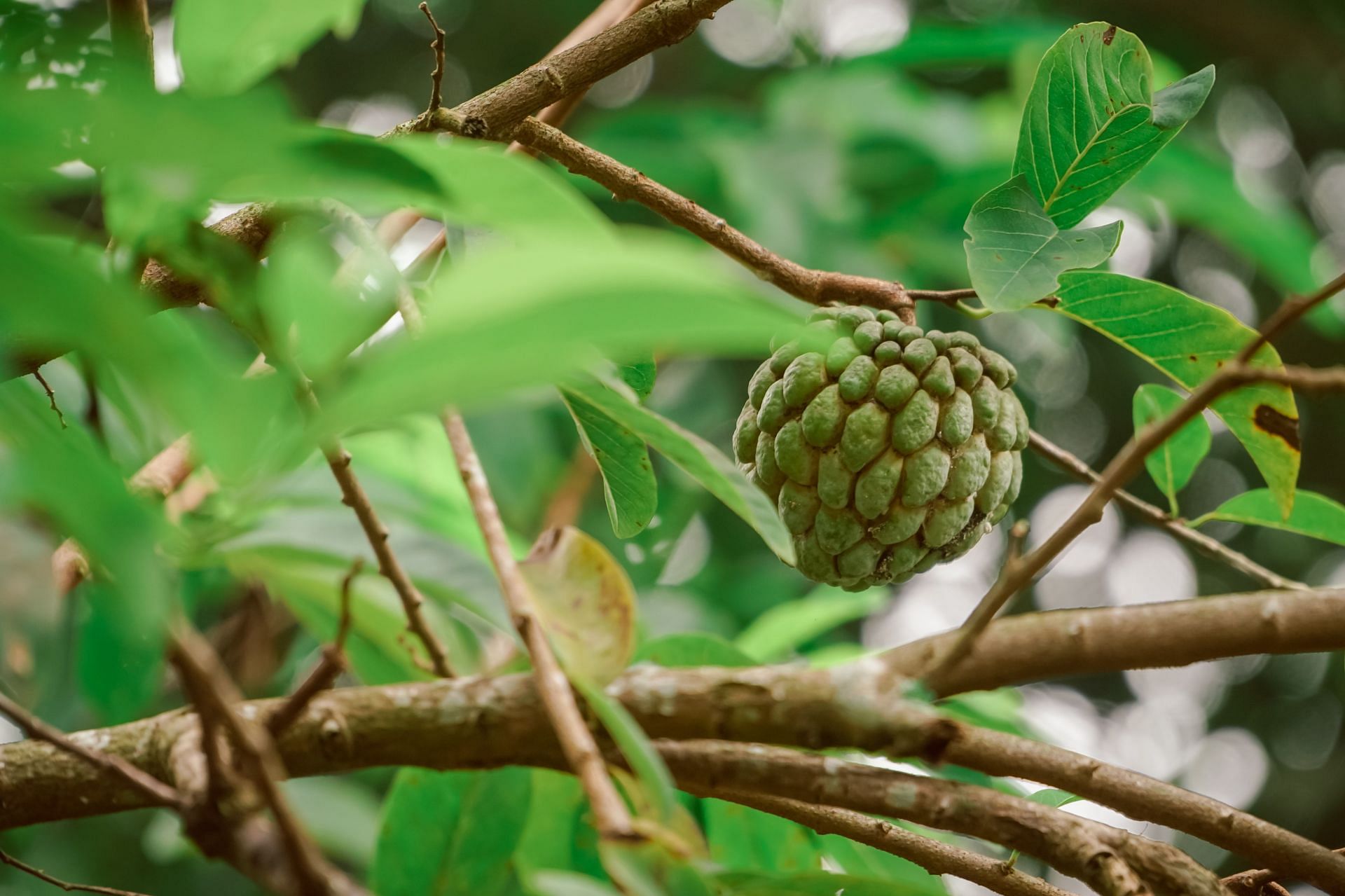 Cherimoya is rich in Vitamin C, Vitamin B6, Folate, Potassium and Soluble Fibre (Image from Unsplash @Muhamad Farihin)