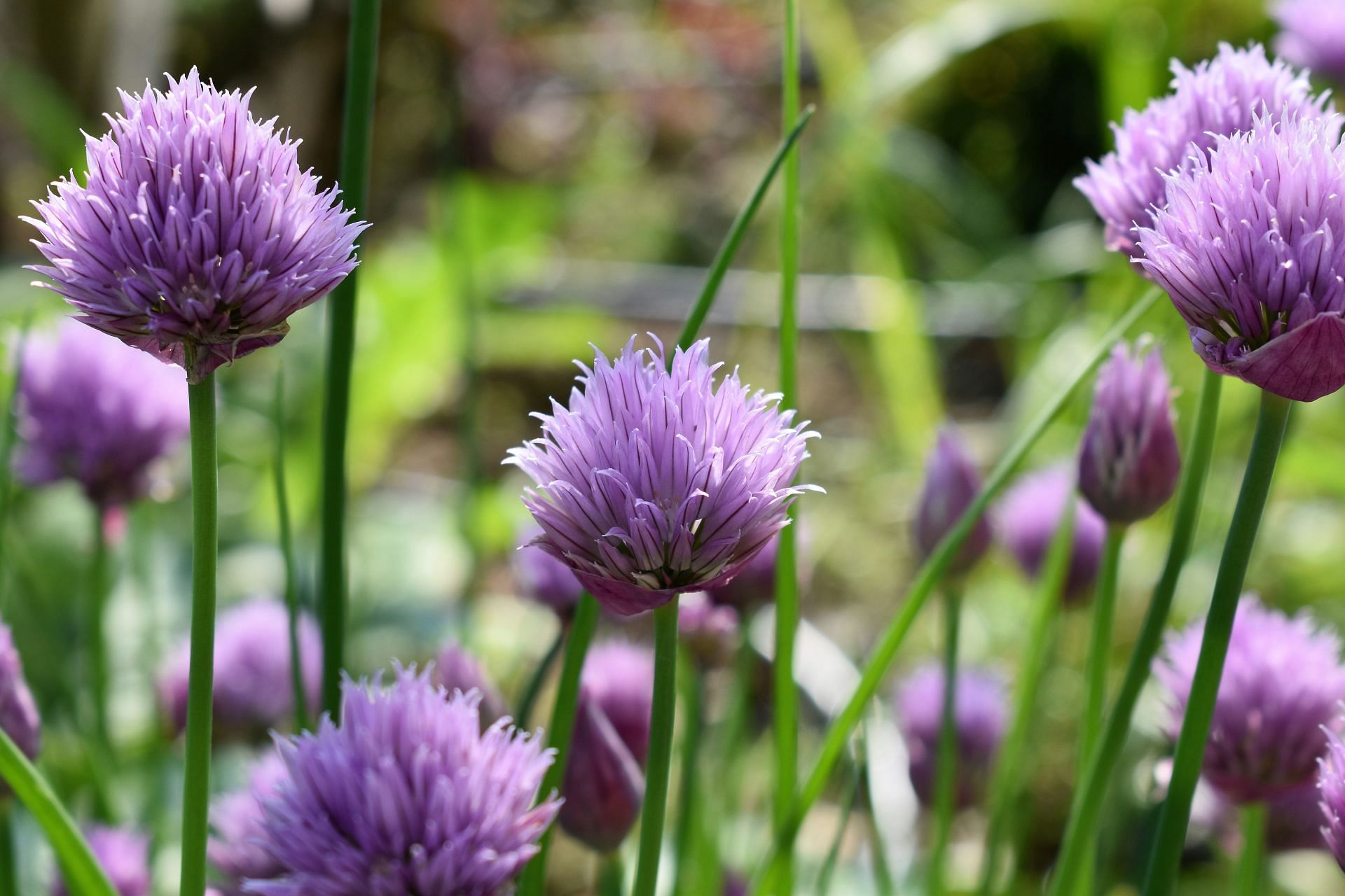 Chives are an edible flowering plant closely related to onions, shallots, garlic, leeks, and scallions (Image via Pexels @Pixabay)