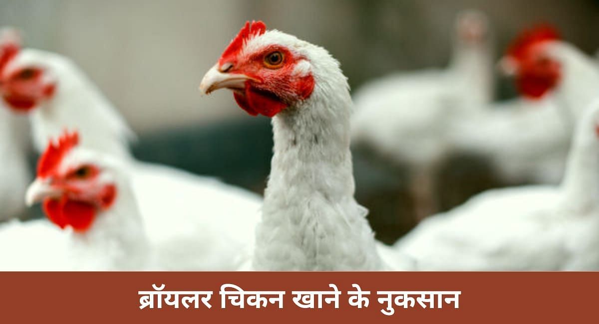  बॉयलर चिकन खाने के नुकसान ( फोटो - Sportskeeda Hindi )