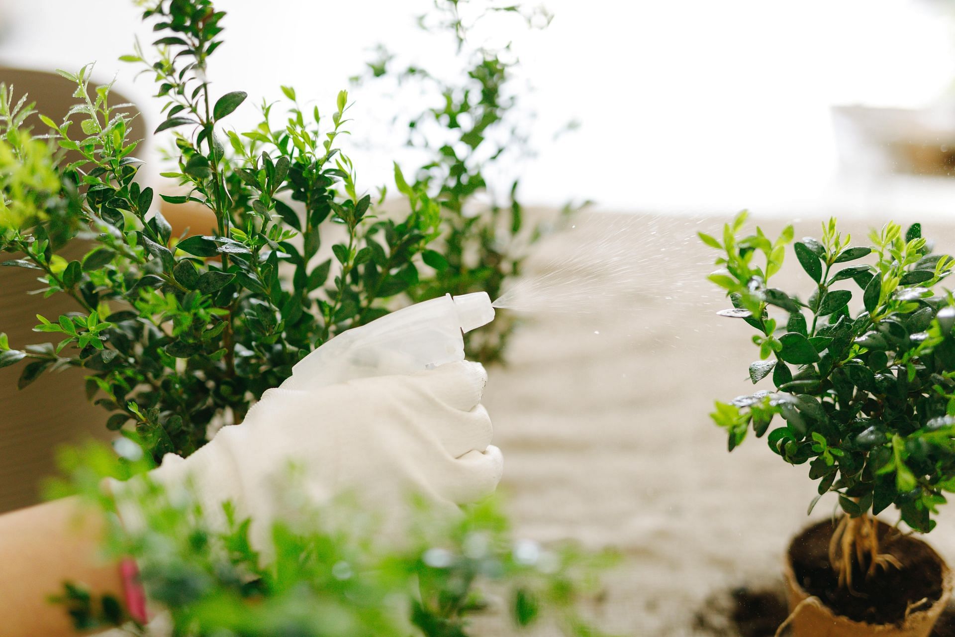 Marjoram has various health benefits. (Image via Pexels / Thirdman)
