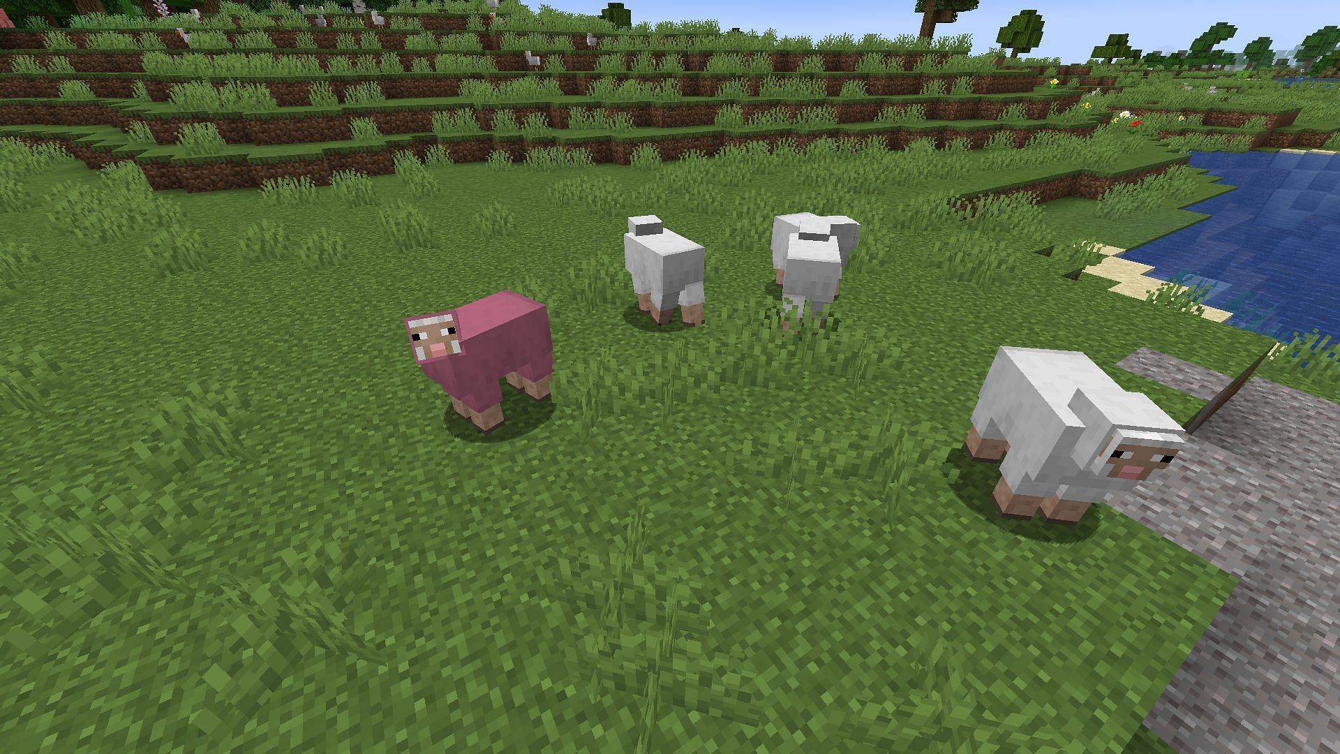 An example of a herd of sheep, including a rare pink sheep (Image via Minecraft)