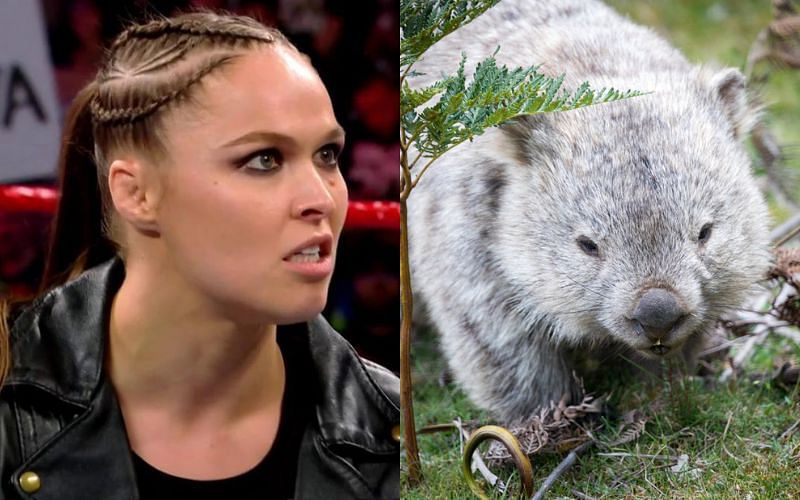 WWE veteran compares Ronda Rousey to a &quot;vicious, wild and moody&quot; animal