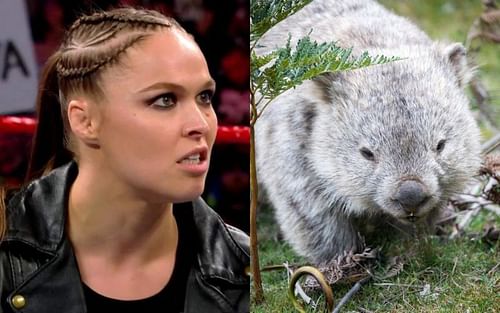 WWE veteran compares Ronda Rousey to a "vicious, wild and moody" animal