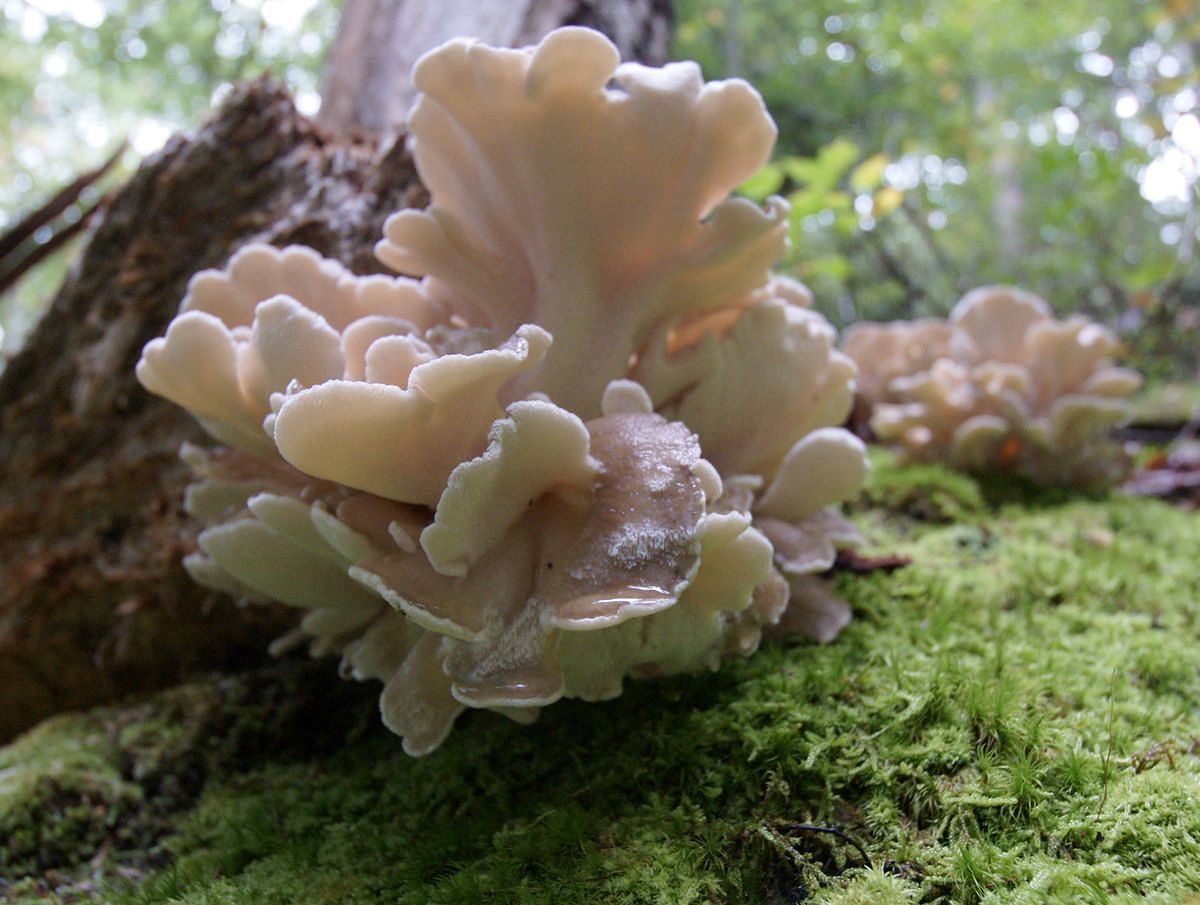 Maitake mushrooms have long been held in reverence for their healing properties (Image via Flickr)