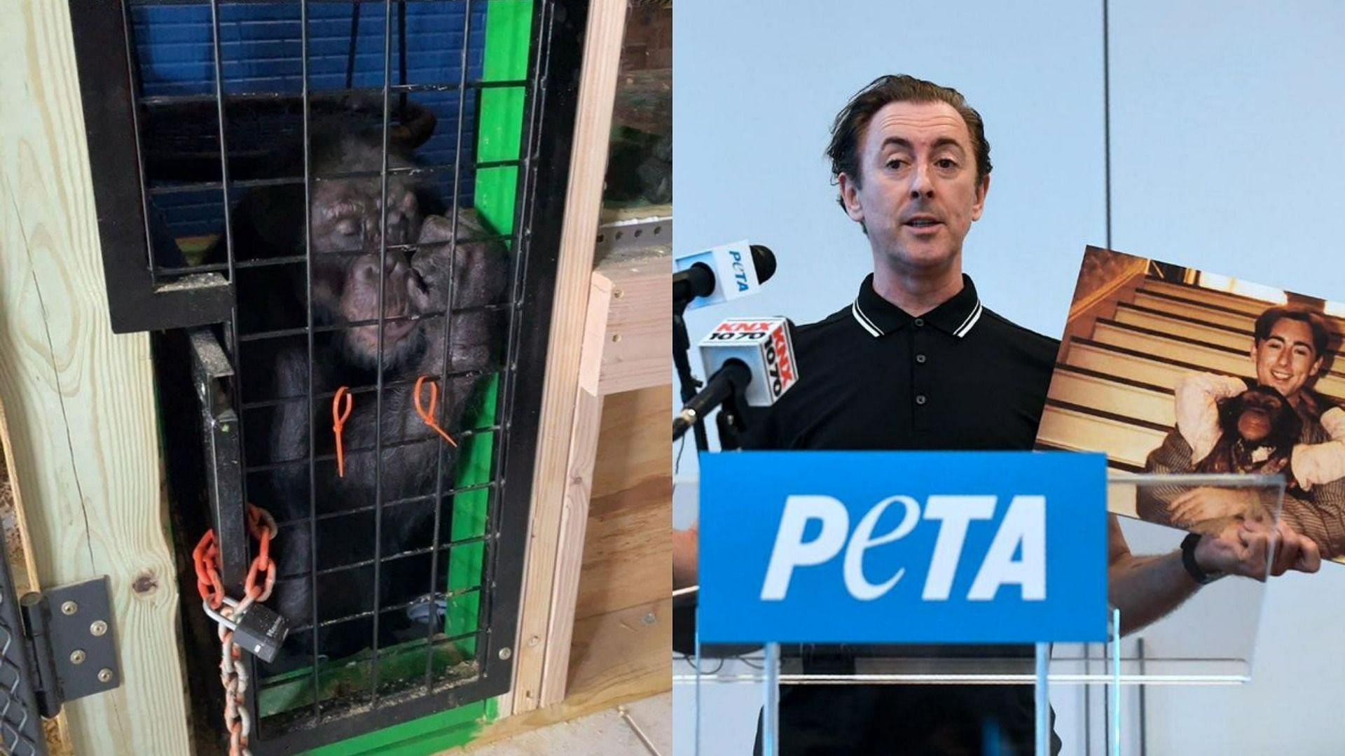 Movie star chimpanzee found after going missing for 11 months (Image via PETA/Facebook and AFP)