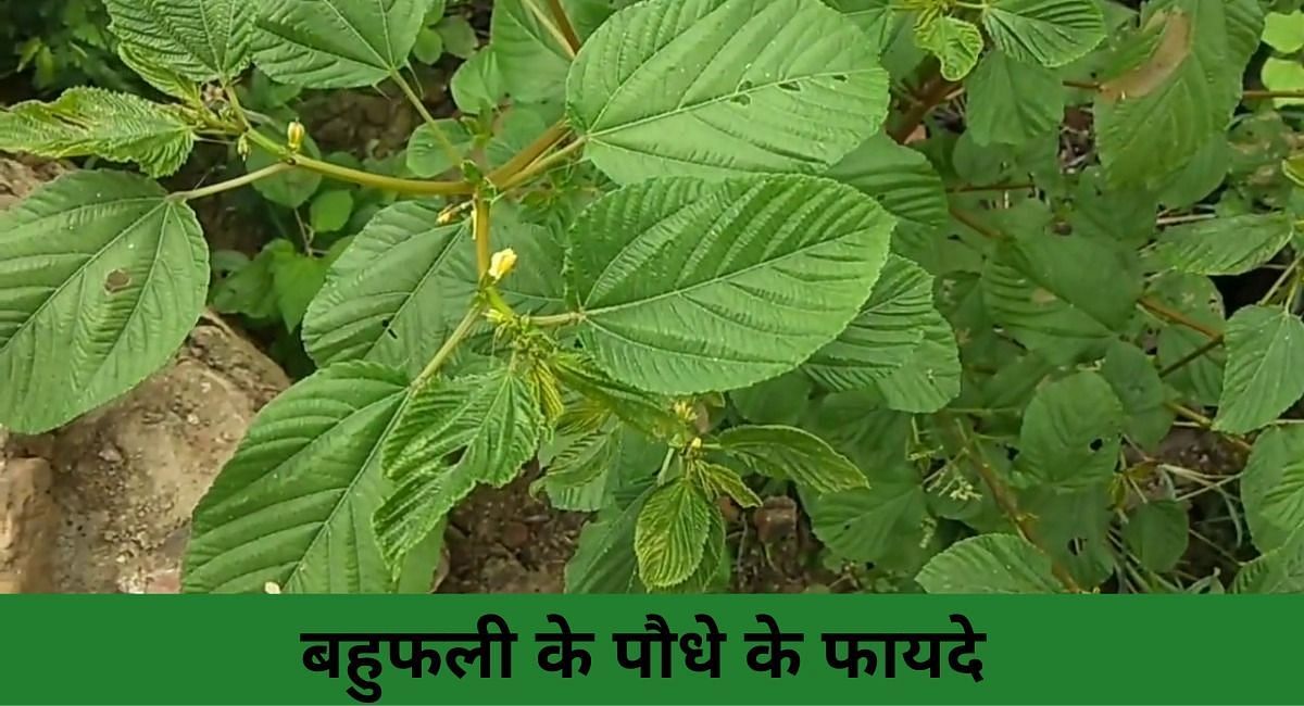 बहुफली के पौधे के फायदे ( फोटो - Sportskeeda Hindi )