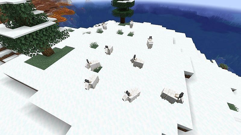 Spawning of Goat in Minecraft