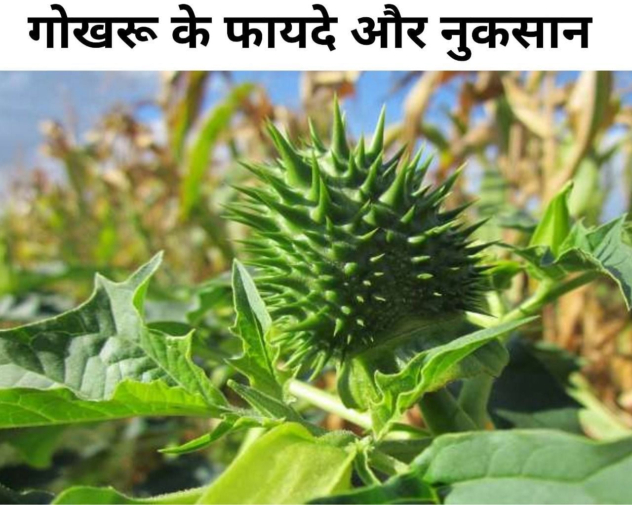 गोखरू के फायदे और नुकसान(फोटो-Sportskeeda hindi)