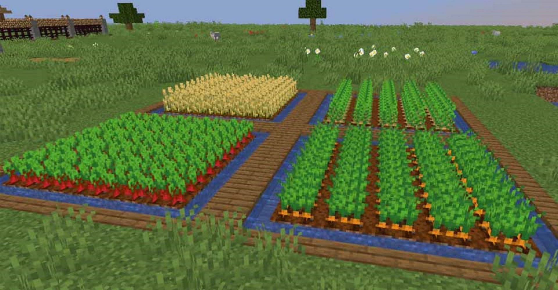 A crop farm housing four different crop types (Image via Mojang)