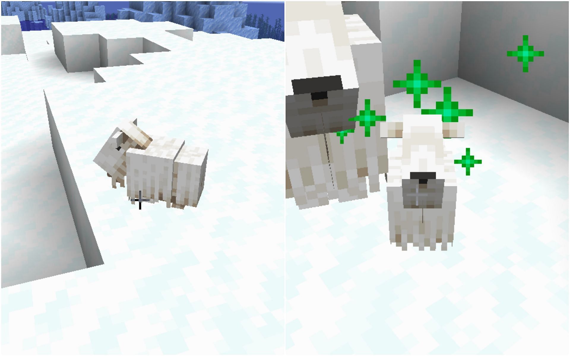 Baby goats will not have any horns and can be grown quickly by being fed wheat (Image via Mojang)