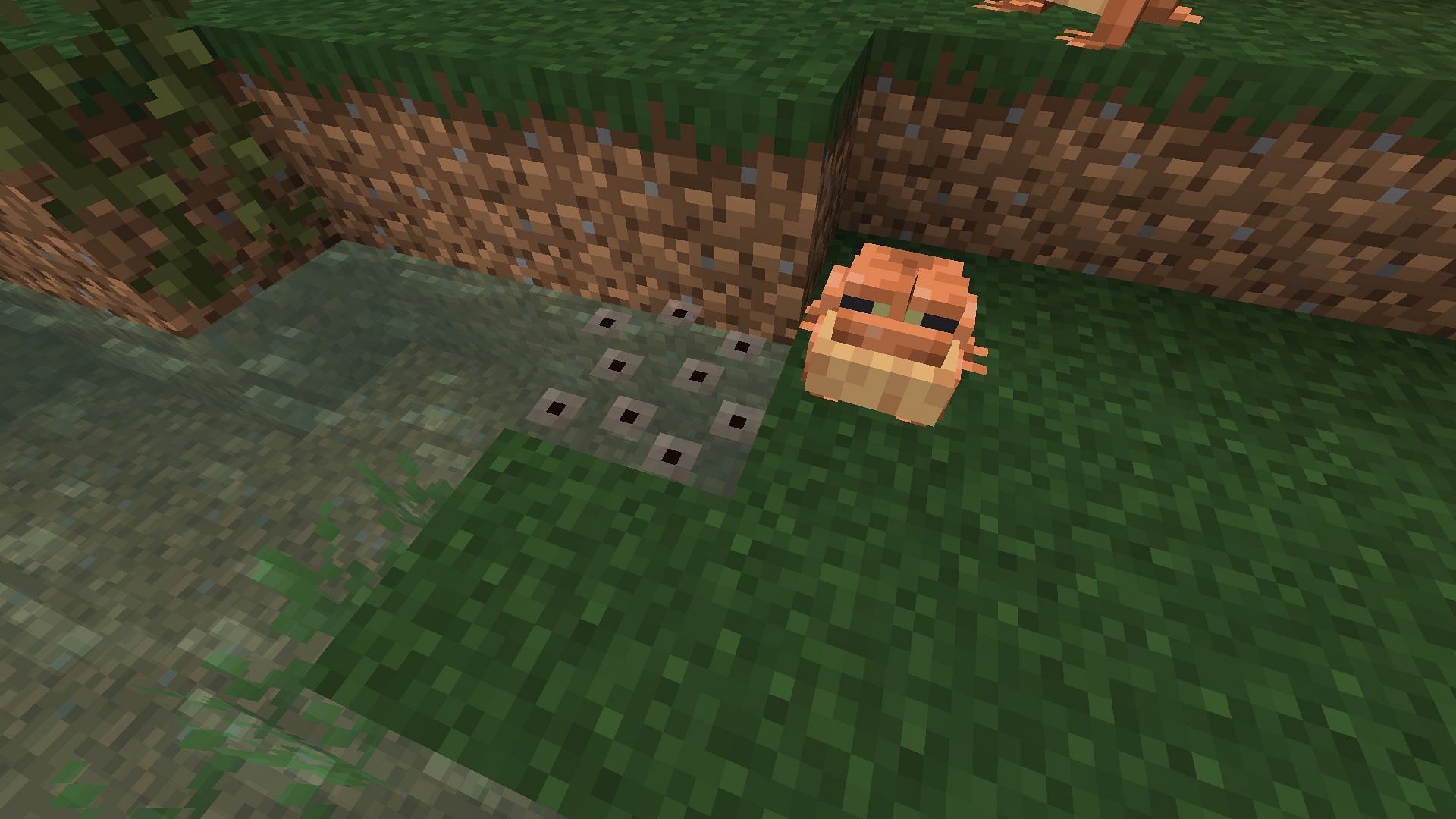 Frogspawn eggs laid by one of the frogs after breeding (Image via Mojang)