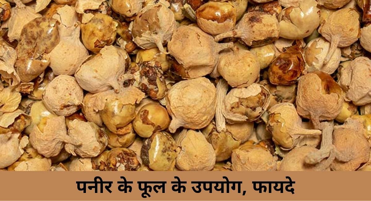 पनीर के फूल के उपयोग, फायदे (फोटो-Sportskeeda hindi)