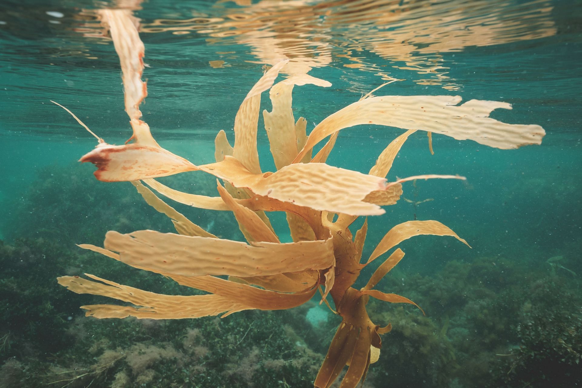 Seaweed is a nutrient dense vegetable. (Image via Pexels / Lachlan Ross)