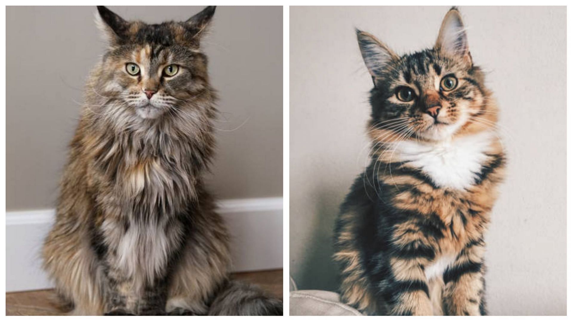 are maine coon cats good with dogs