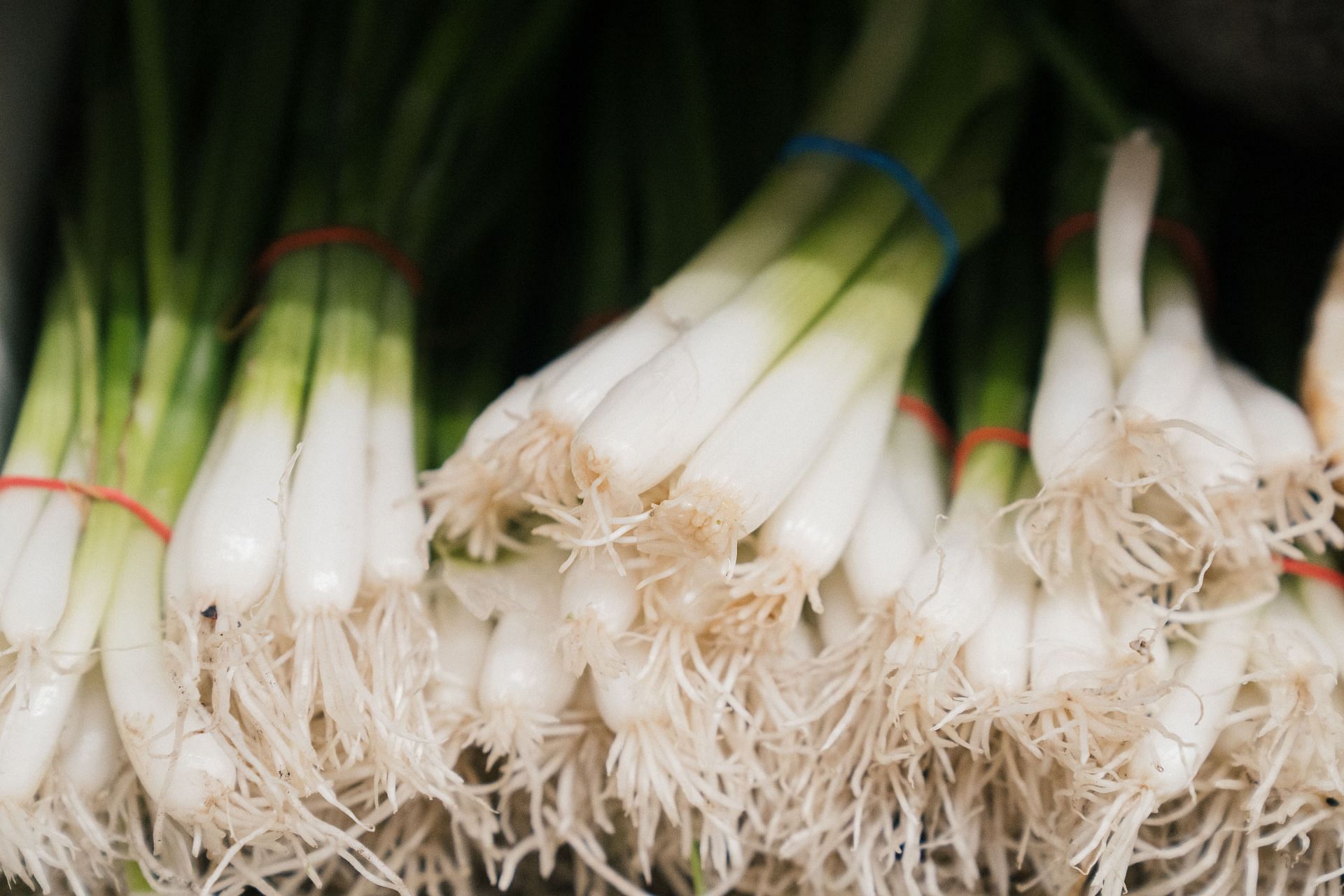 Green onions or spring onions or scallions are pre-mature onions that are eaten along with their leaves or greens (Image from Pexels @Mike Jones)