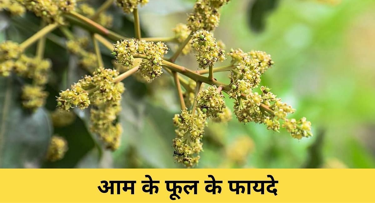 आम के फूल के फायदे ( फोटो - Sportskeeda Hindi )