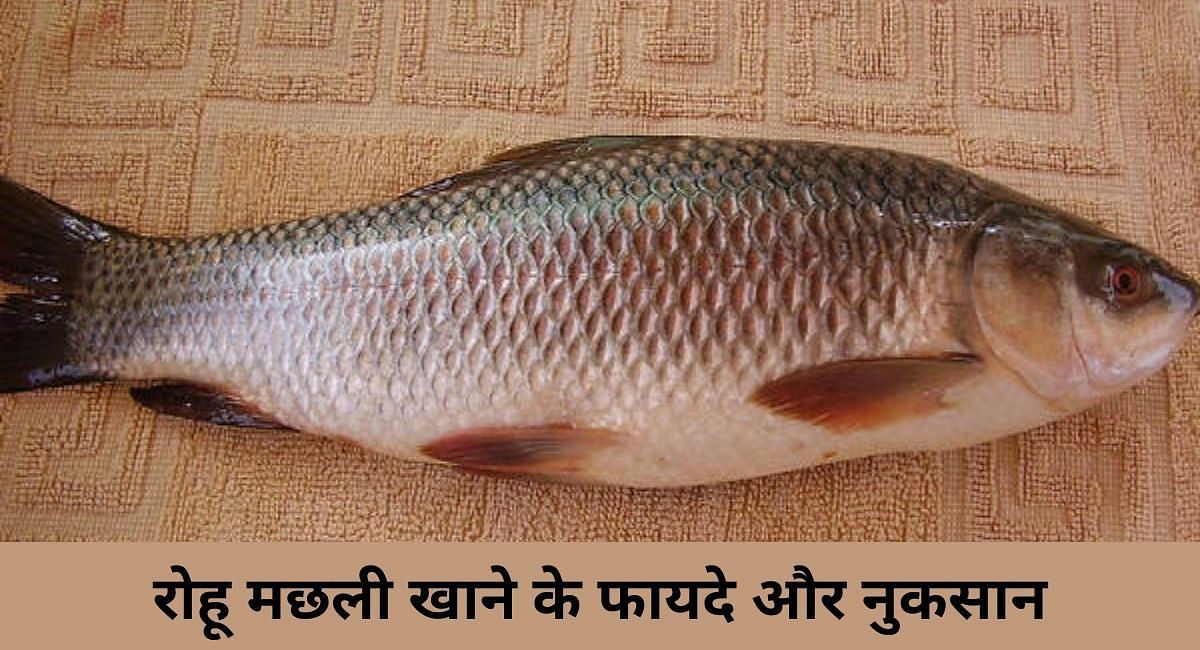 रोहू मछली खाने के फायदे और नुकसान ( फोटो - Sportskeeda Hindi )