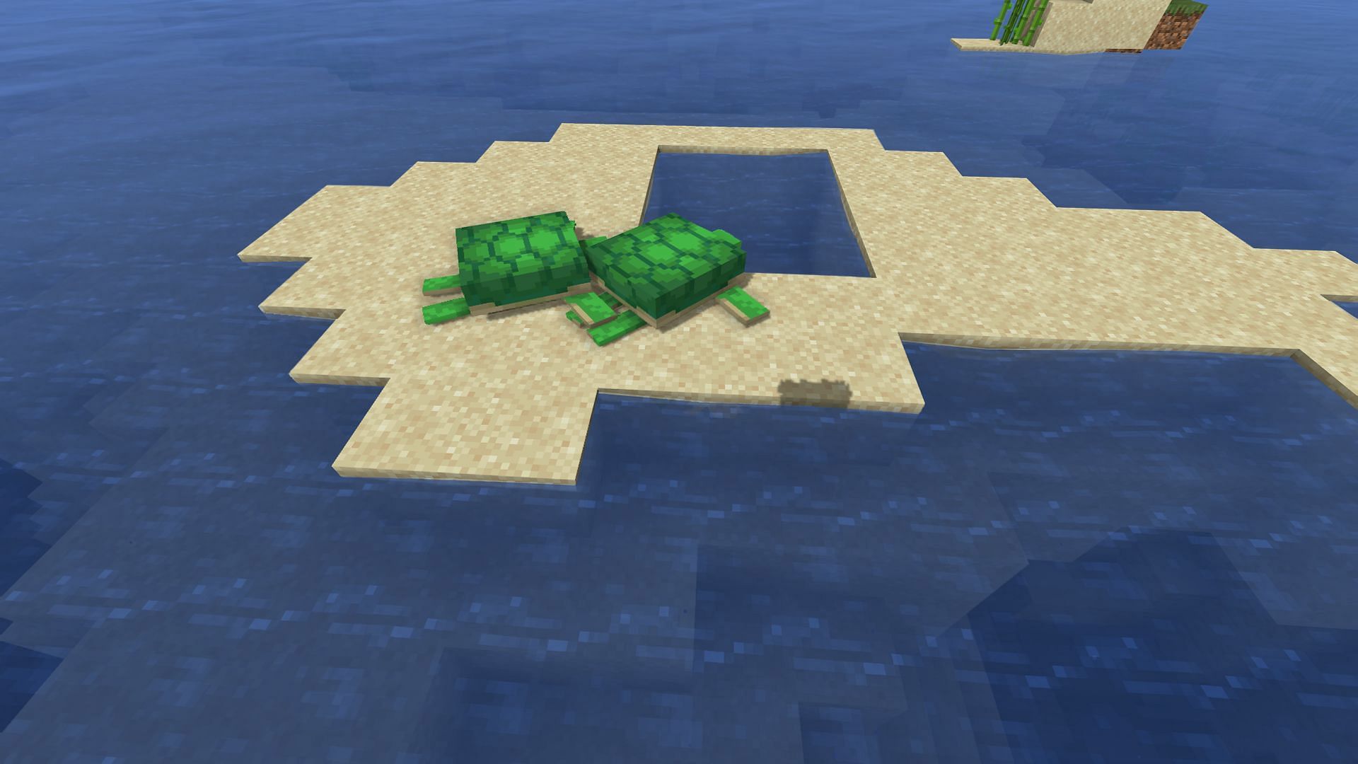 Two naturally spawned turtles on a small island (Image via Minecraft)
