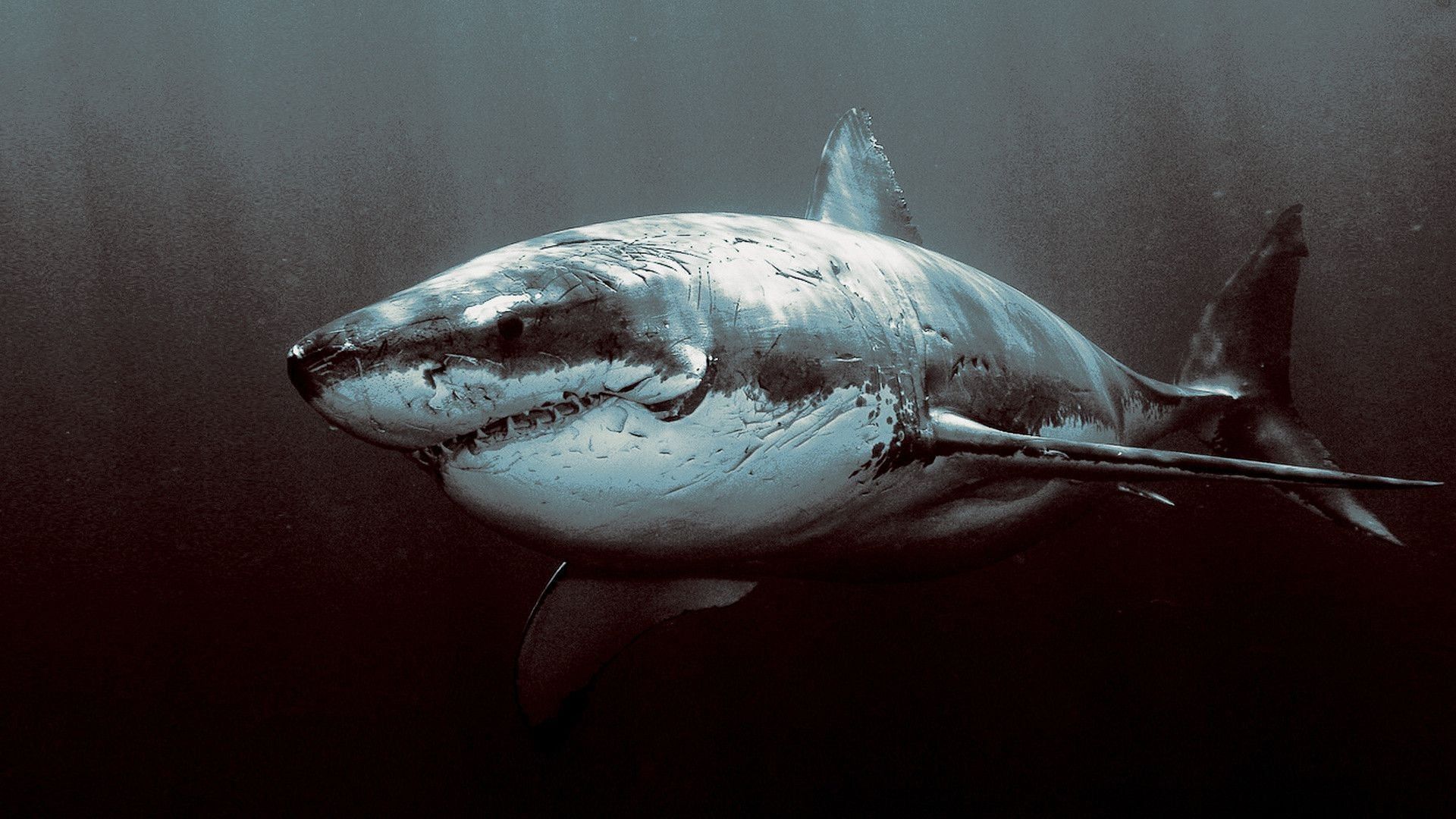 A still from a previous SharkFest program (Image via Nat Geo)