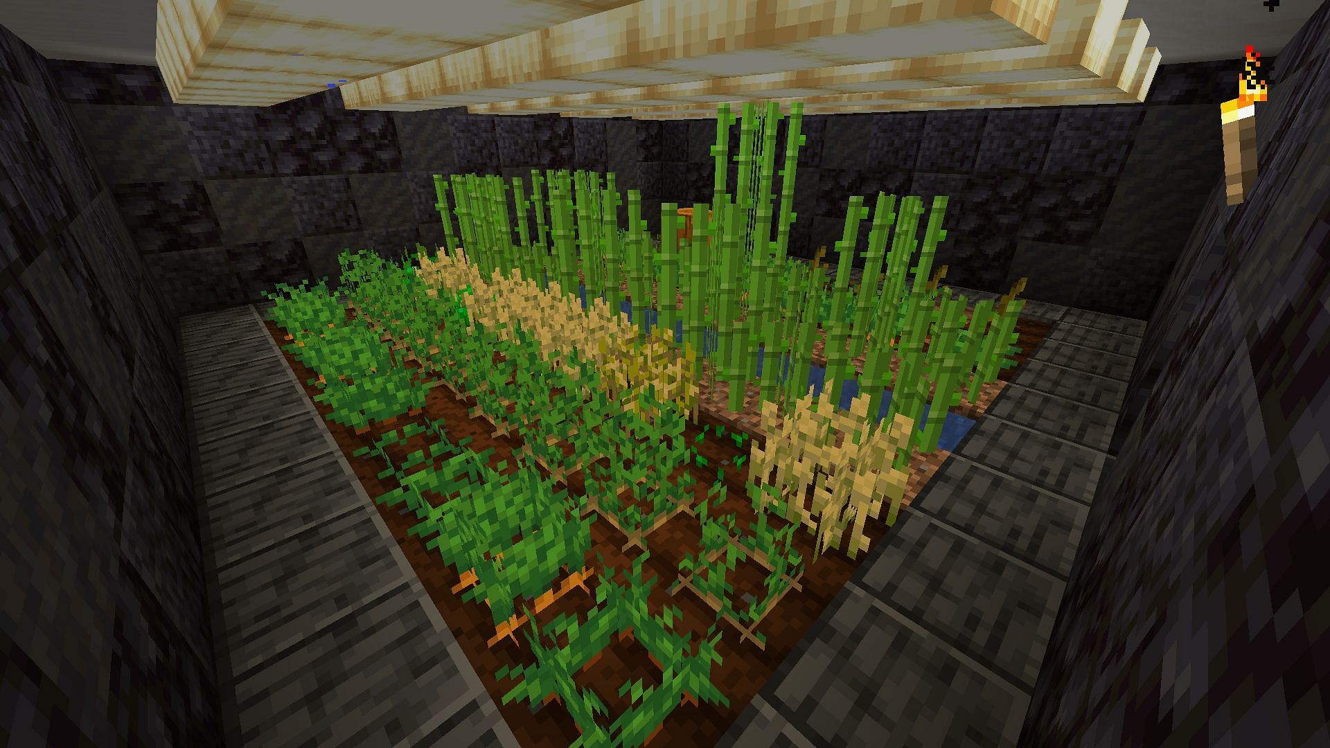 An underground farm that features alternating rows of crops (Image via Minecraft)