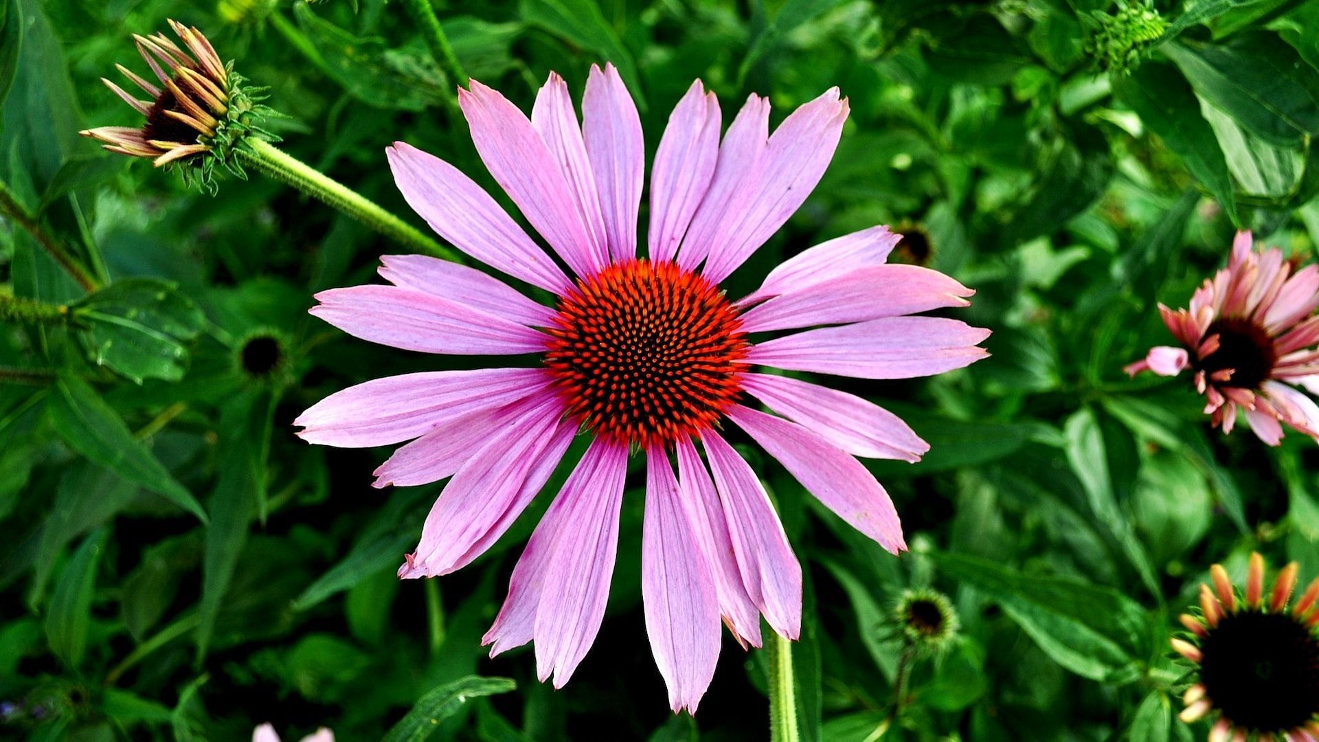 The truth about these flowers. Image via Pexels/Skitter Photo
