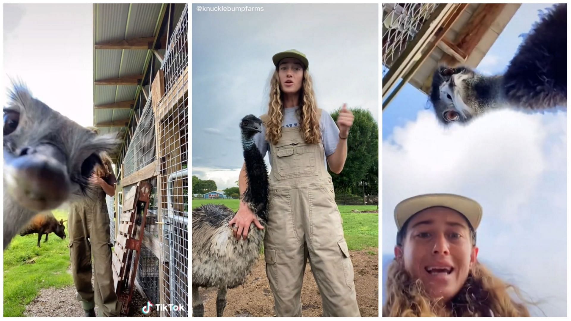 Emmanuel the emu is becoming popular on social media (Image via Knuckle Bump Farms/TikTok)