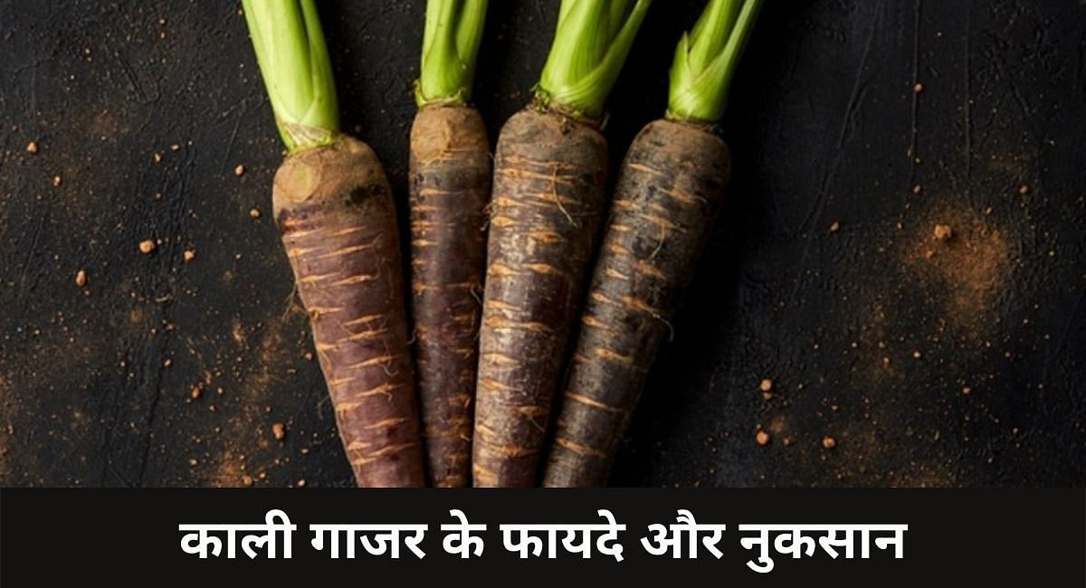 काली गाजर के फायदे और नुकसान(फोटो-Sportskeeda hindi)