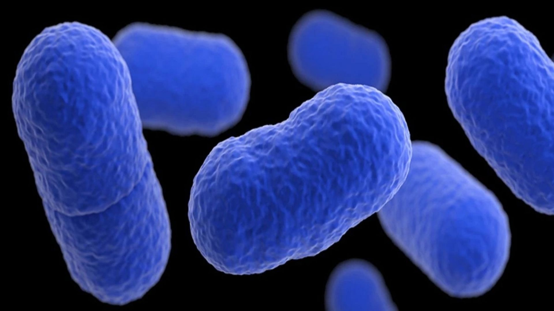 The microscopic representation of the bacteria that causes the infection (Image via CDC)