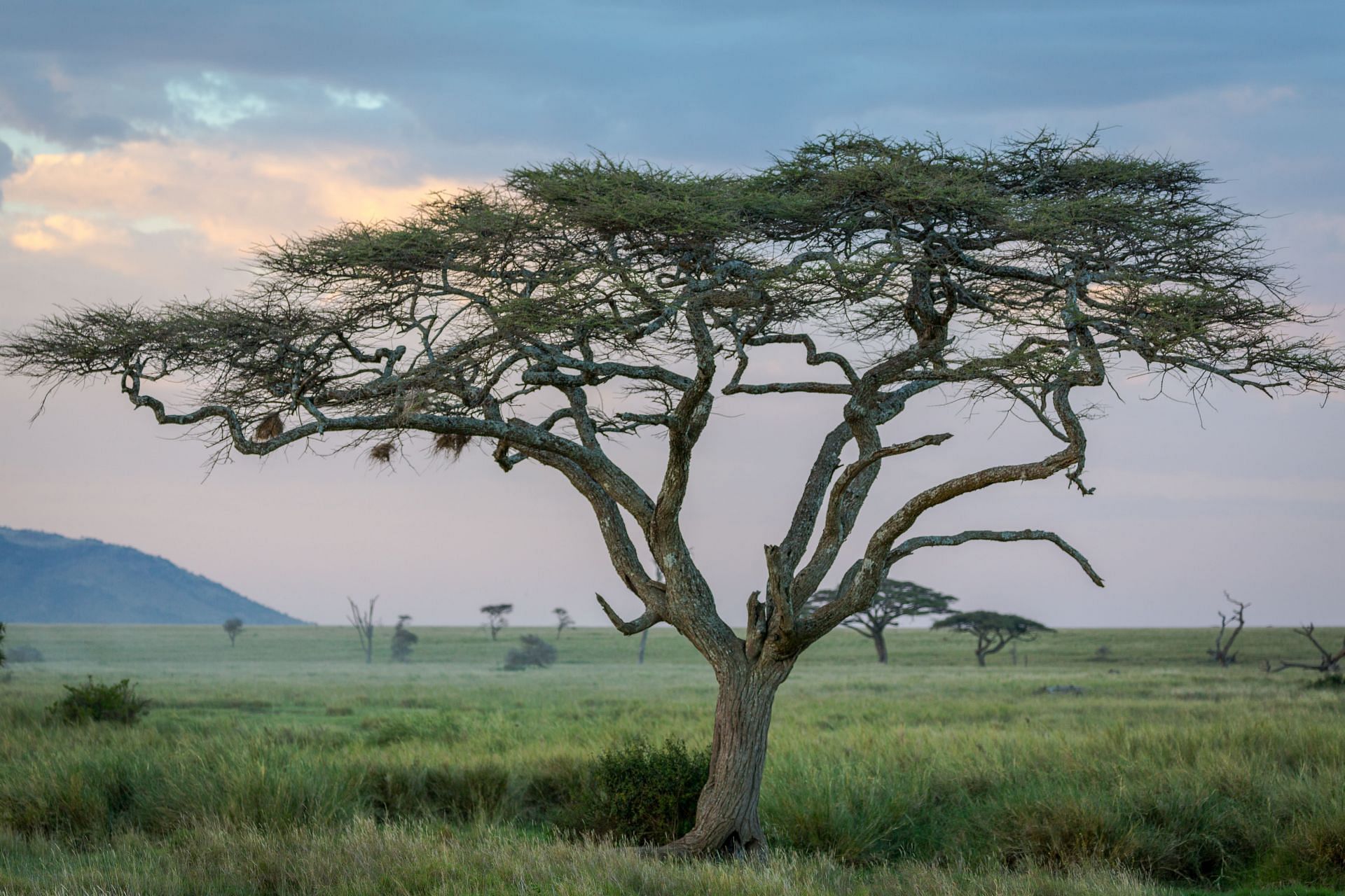 Acacia fiber or gum arabic comes from the sap of acacia trees (Image via Flickr)