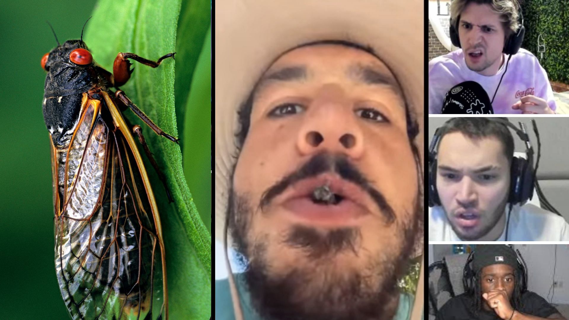 Greekgodx puts cicada in his mouth in front of Adin Ross, xQc and others (Image via Sportskeeda)