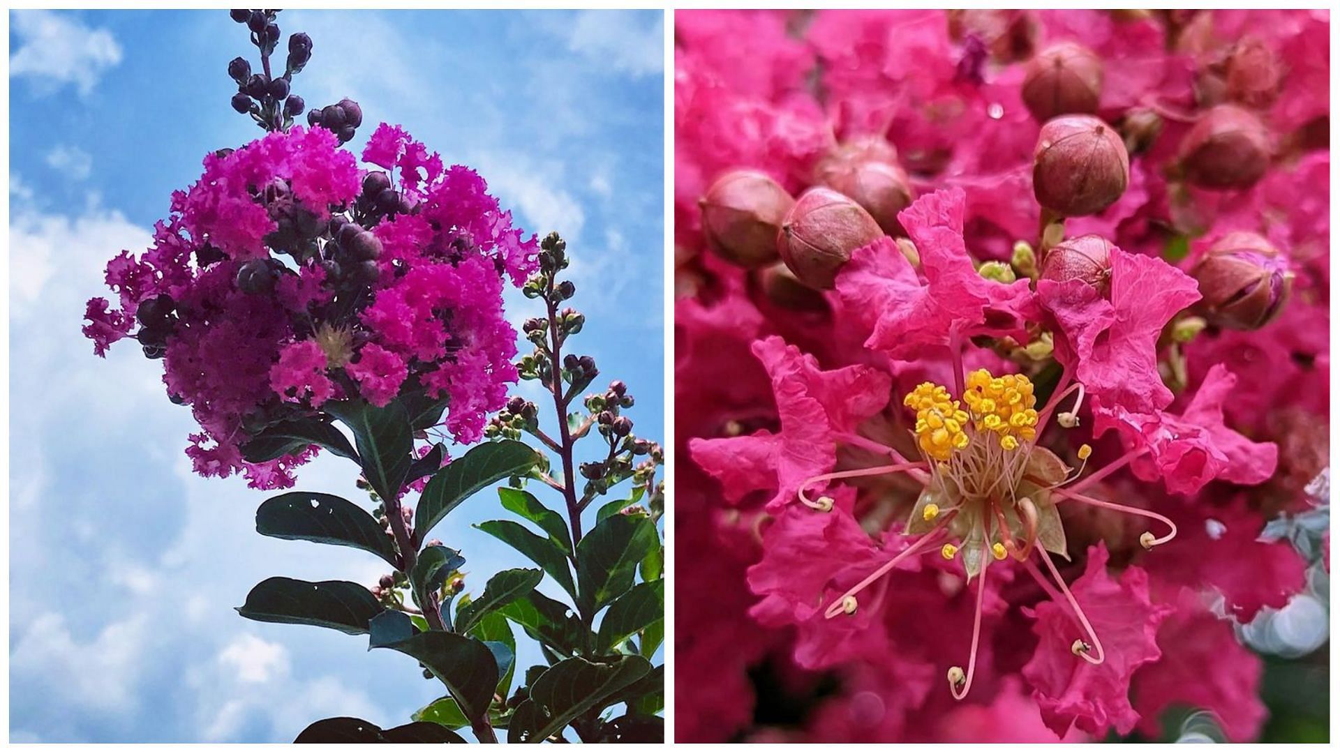 The blood sugar-lowering properties of banaba leaves are well known. (Image via Instagram)