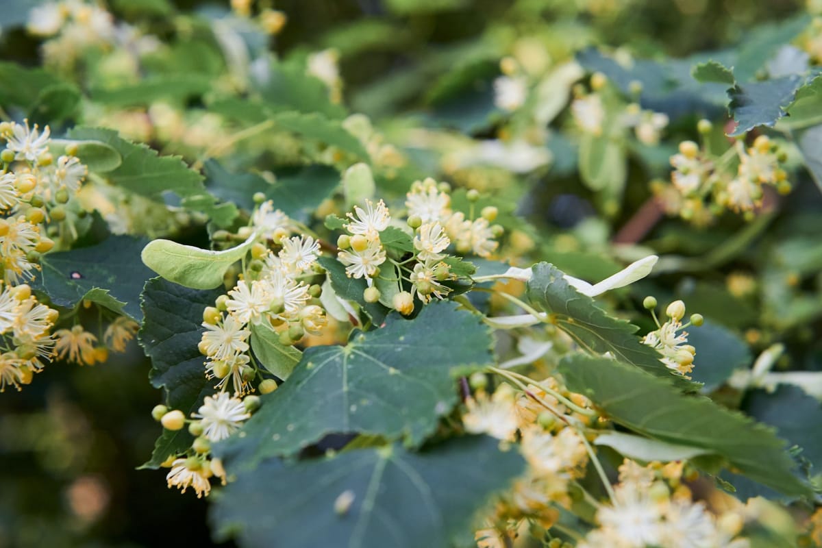 7 Health Benefits Of Linden