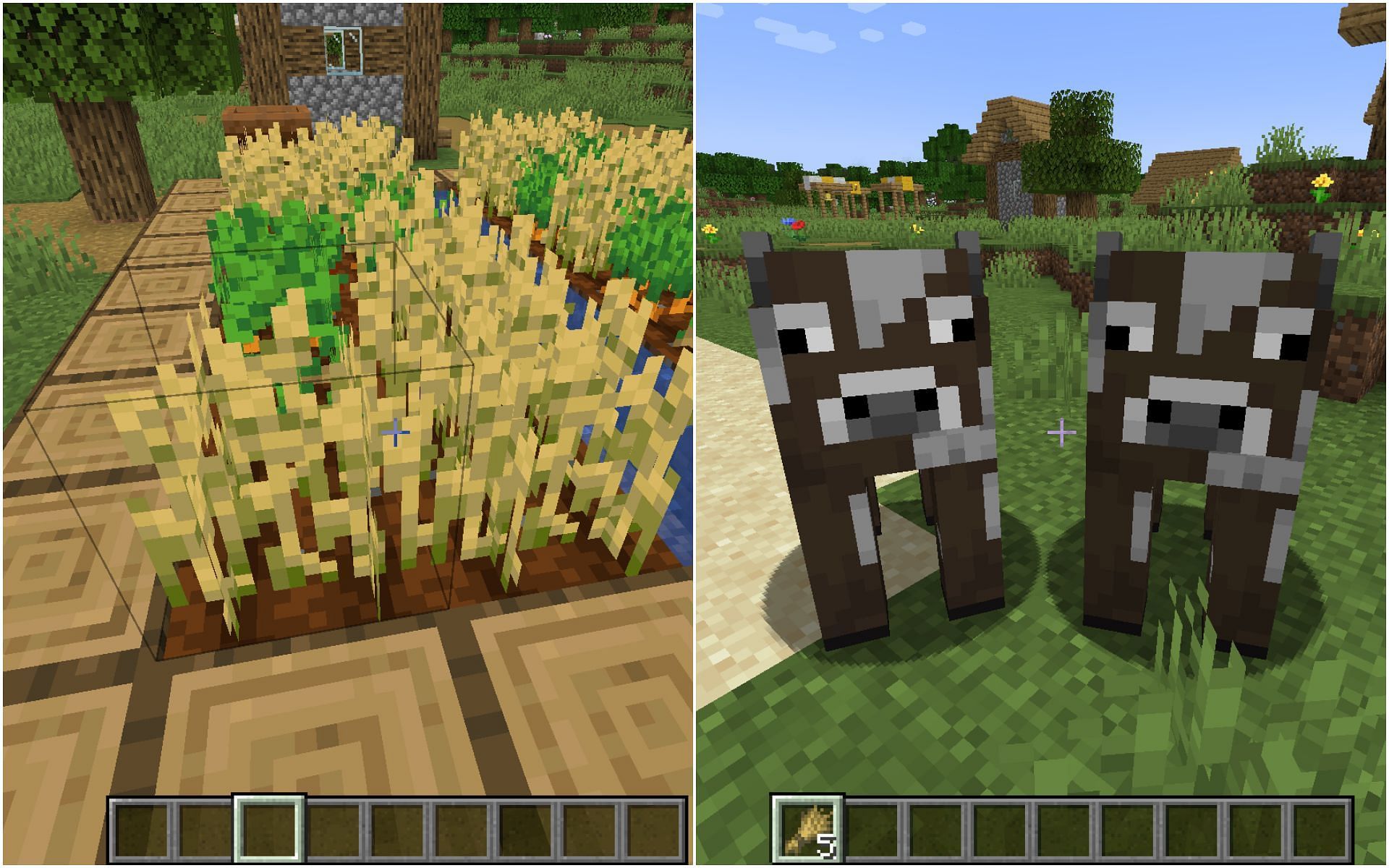 Grow wheat and find two cows (Image via Minecraft 1.19 update)