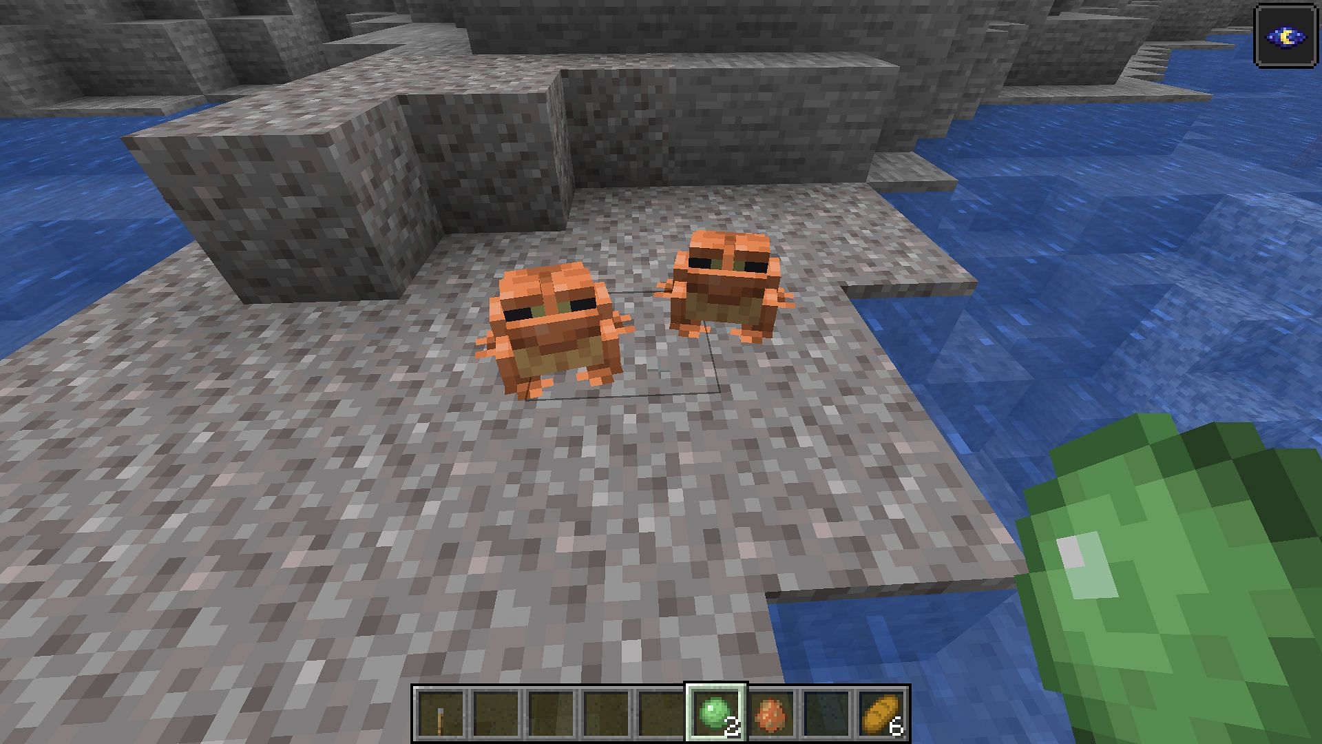 Breeding two orange frogs with slimeballs (Image via Minecraft 1.19 update)