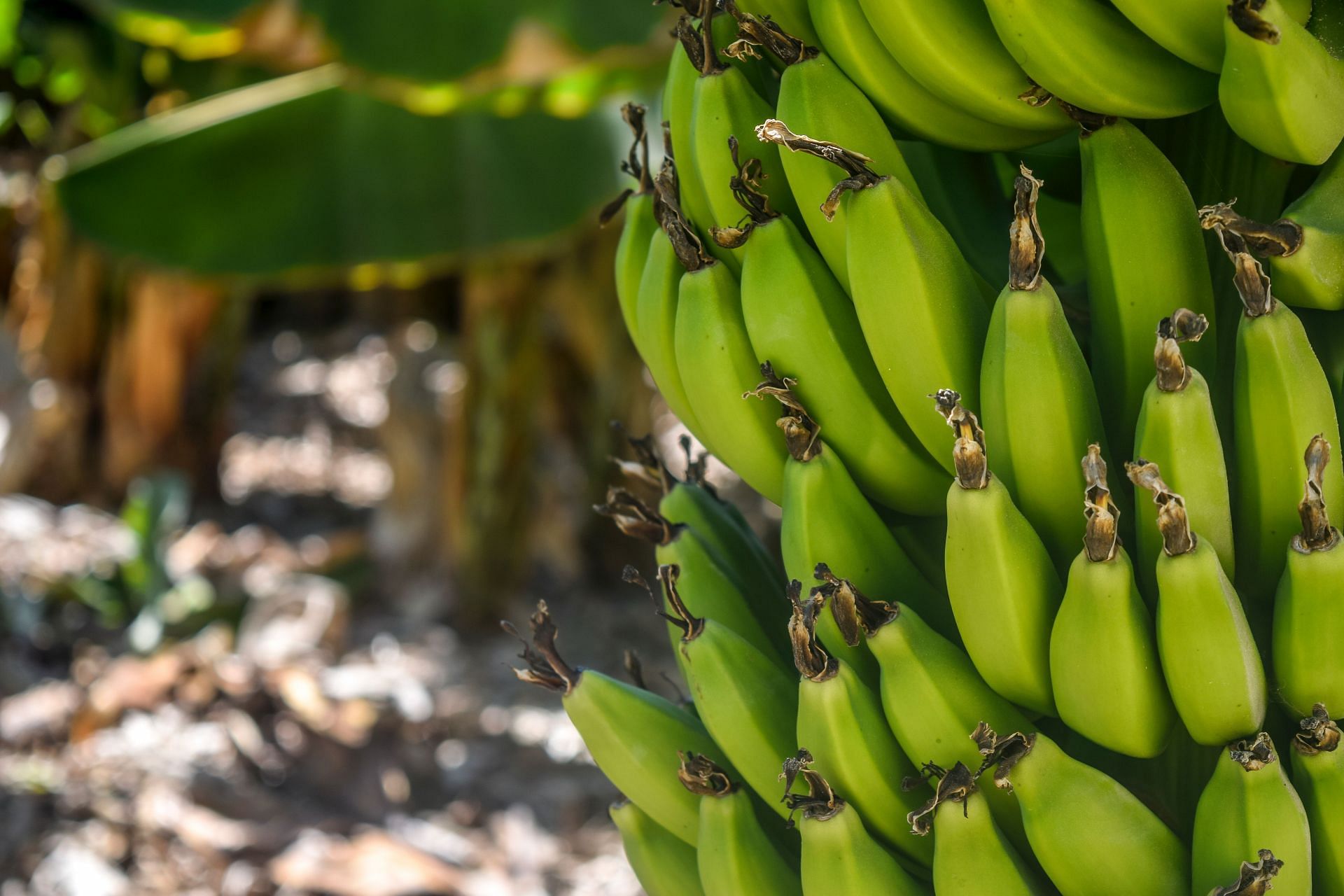 Low in calories, bananas can be a great snack option. (Image via Pexels / Arminas Raudys)