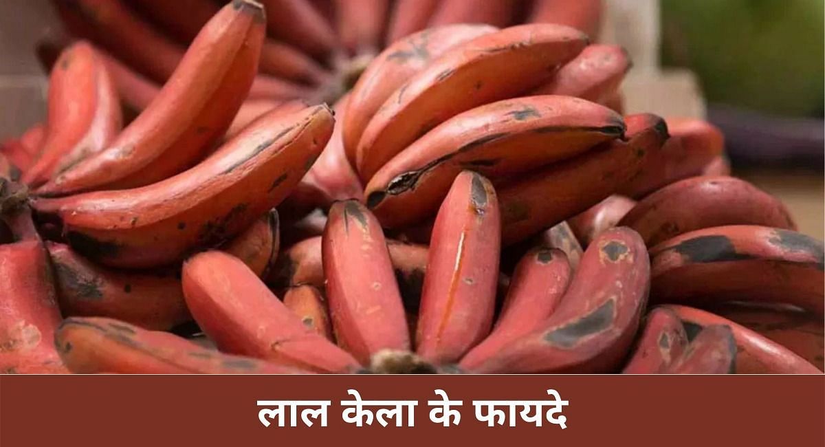 लाल केला के फायदे(फोटो-Sportskeeda hindi)