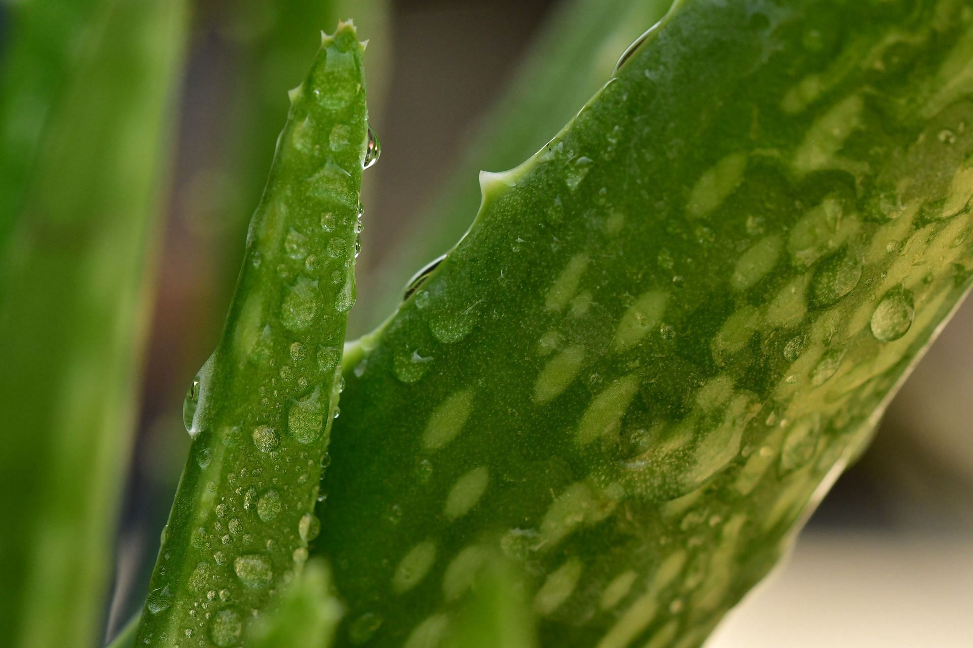 Using aloe vera helps in reducing dandruff. (Image via Unsplash / Pisauikan)