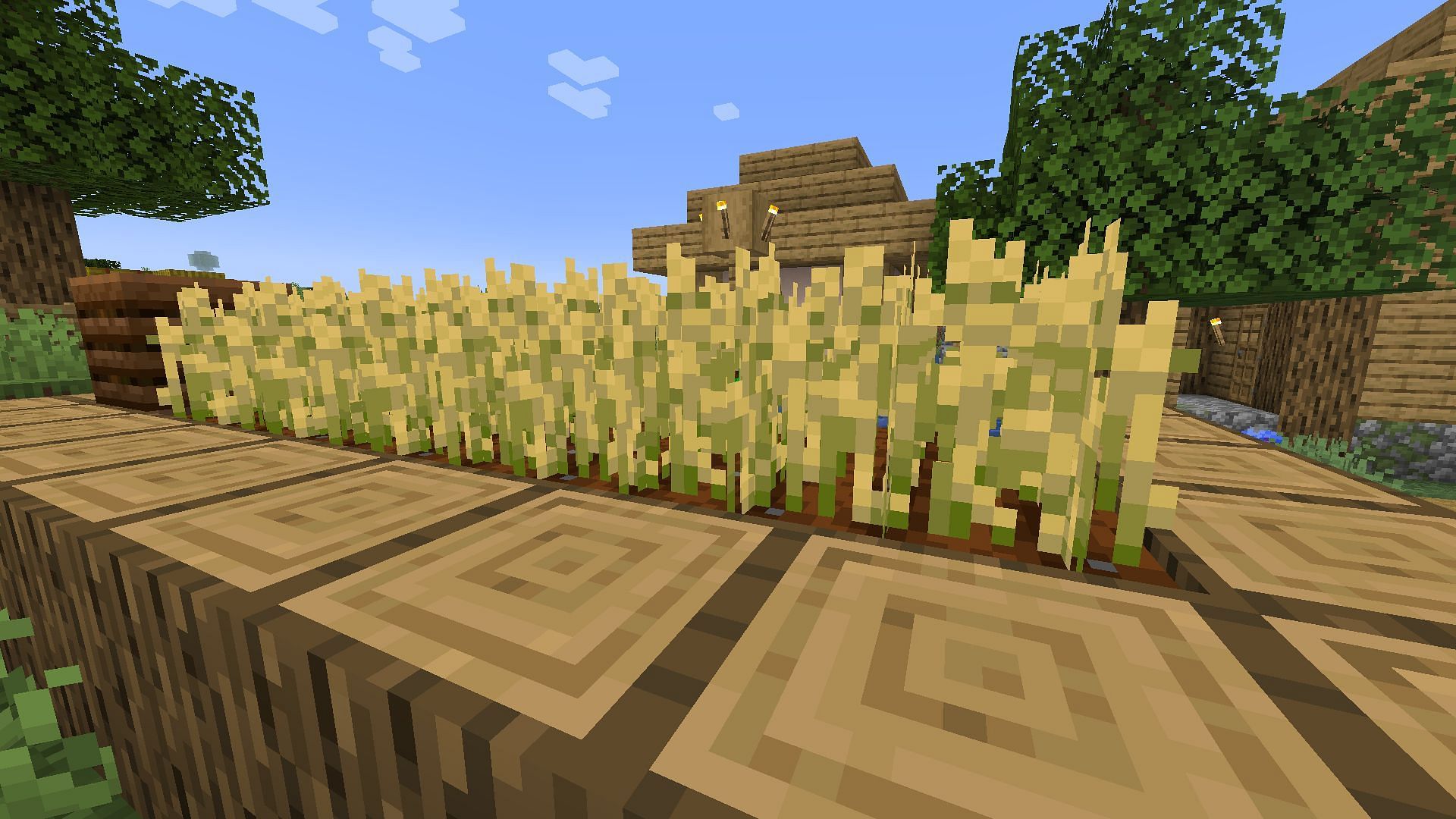 Wheat seeds can be obtained by breaking grass on grass blocks (Image via Minecraft 1.19 update)