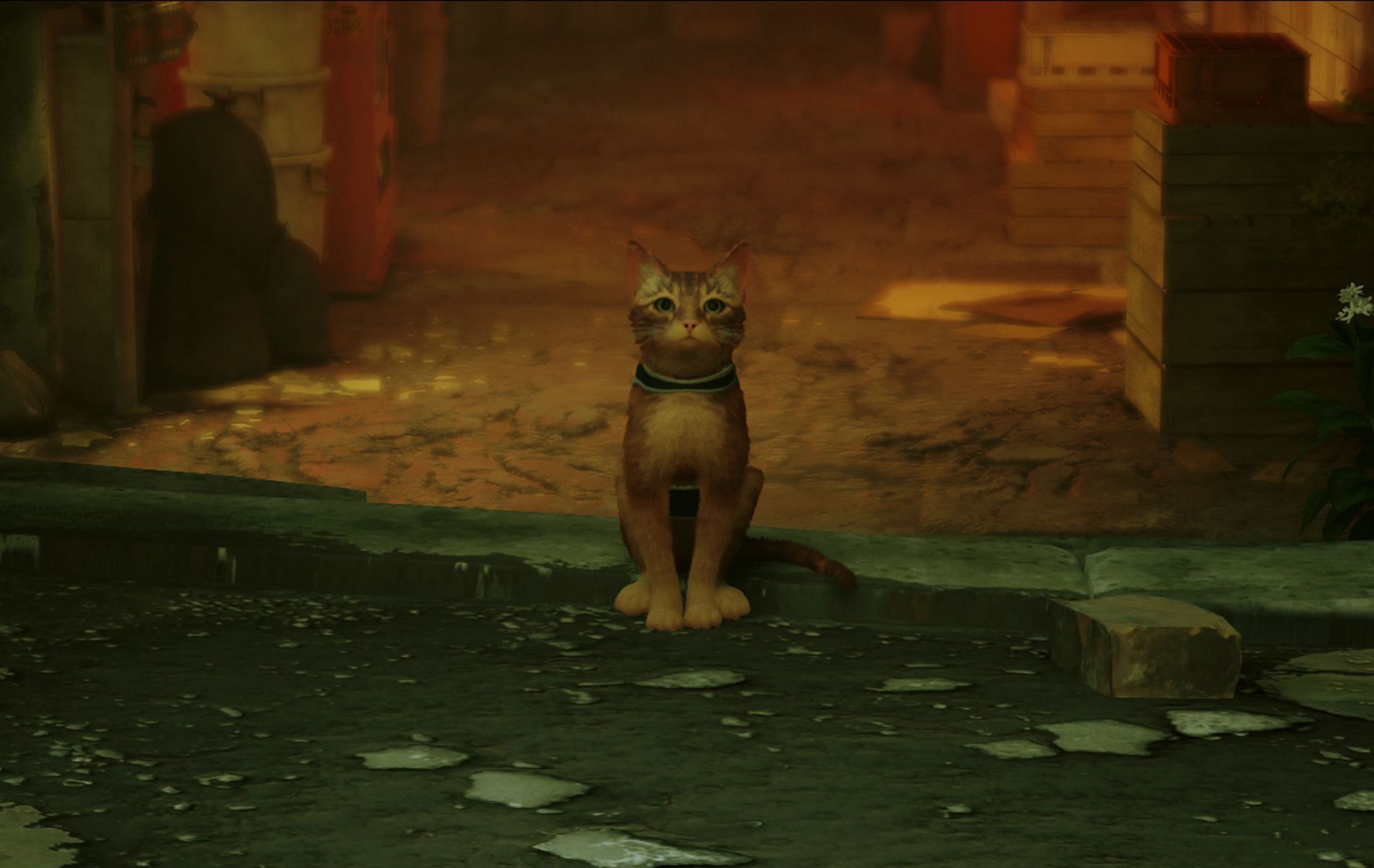The adorable cat protagonist (Image via Stray)