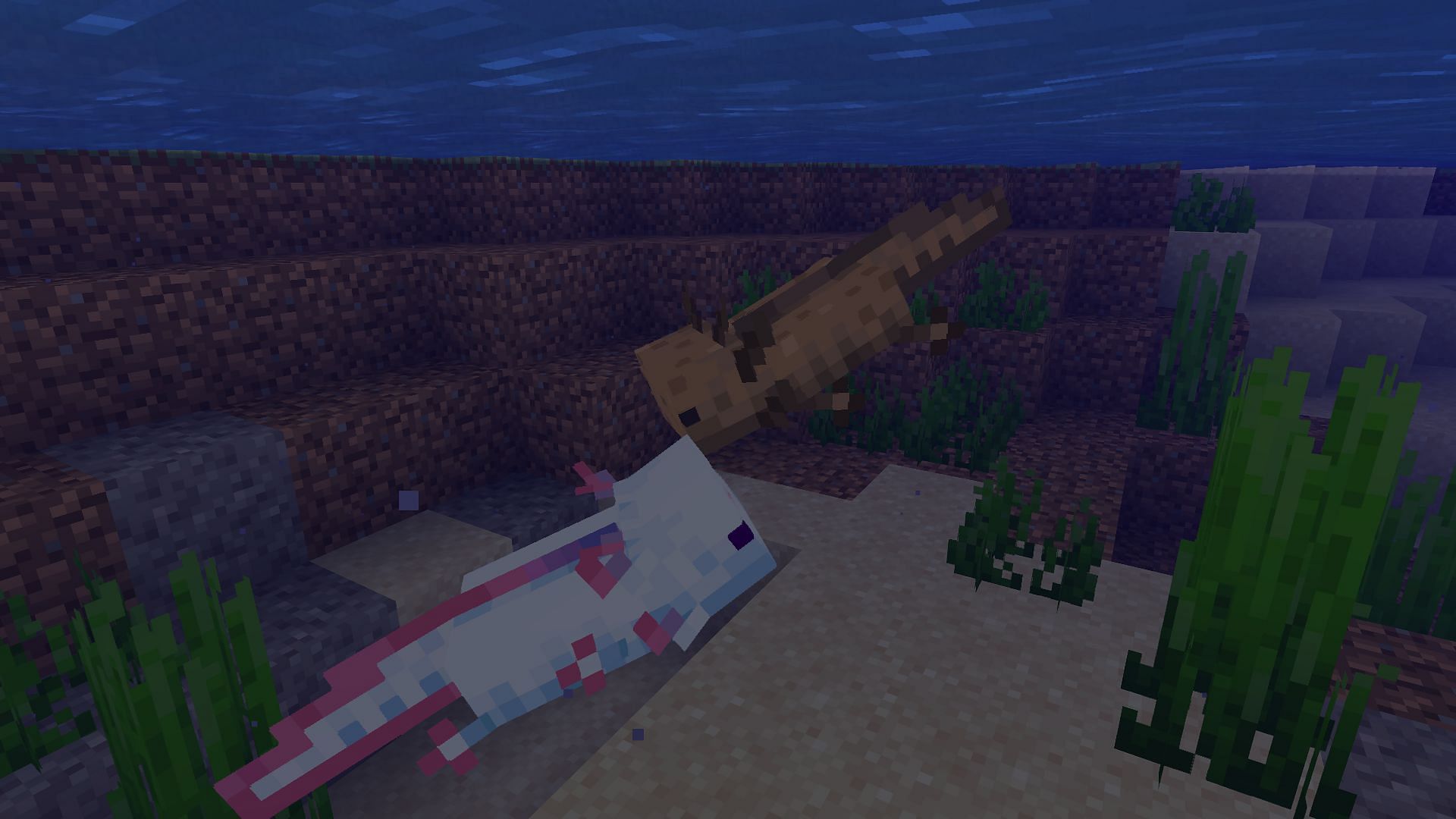 Two axolotls in the process of breeding (Image via Minecraft)