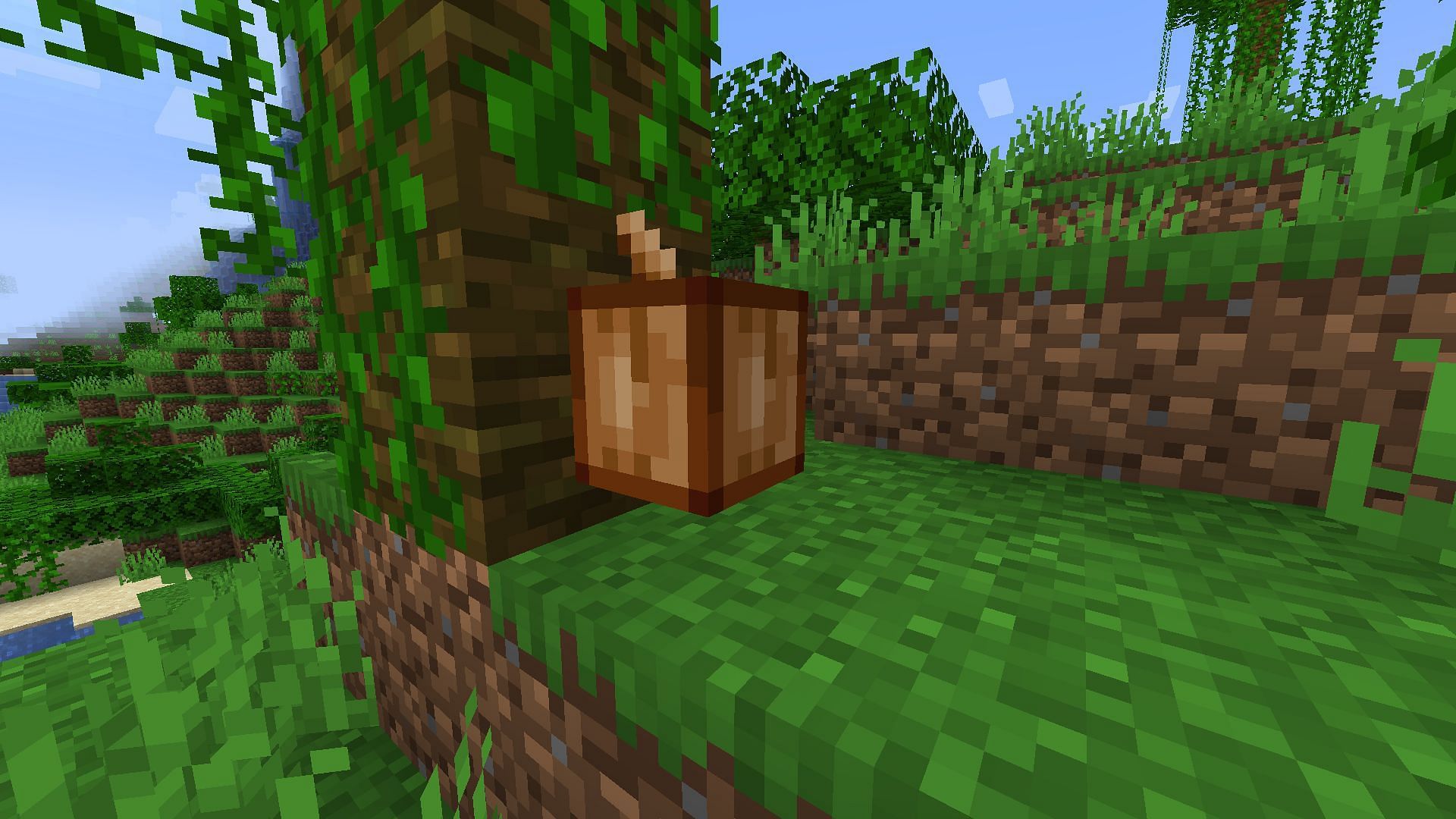 Cocoa pod naturally growing on a jungle tree (Image via Minecraft 1.19 update)