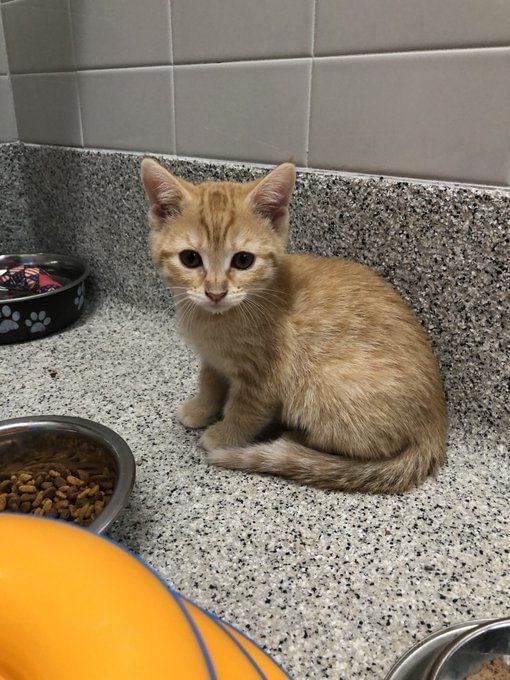 How to find the secret lab in Stray