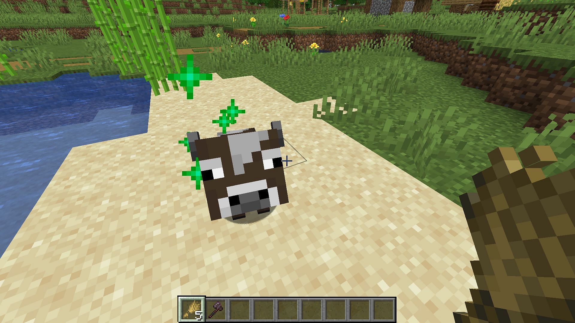 Baby cow growing quickly by feeding wheat (Image via Minecraft 1.19 update)